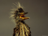 A Juvenile Black-Crowned Night Heron
