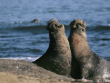 Two Male Northern Elephant Seals Fight for Dominance During Mating Season