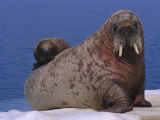 An Atlantic Walrus (Odobenus Rosmarus) Cub Rests on its Mothers Back