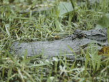 A Close-up of an American Alligator in Georgias Okefenokee Swamp