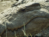 Head of a Crocodile