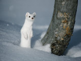 A Long-Tailed Weasel in Winter-White Camouflage Stands in the Snow