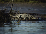 A Crocodile Lazes on a Sandbar