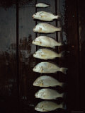 A Days Catch  Including One That Should Have Been Thrown Back  are Lined up on a Wet Dock