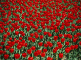 Red Tulips with Green Stems