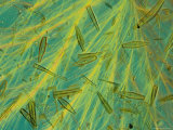 Diatoms