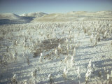 Reindeer Stampede Past Larch Trees in the Siberian Subarctic Taiga