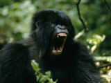 Mountain Gorilla with its Mouth Agape