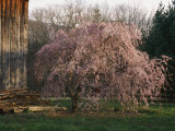 A Japanese Weeping Cherry Tree Blooms Beside an Old Barn