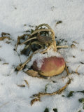 Squash Plant in the Snow