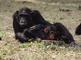 Two of the Many Chimpanzees at Gombe Stream National Park in Tanzania