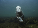 A Gray Seal in the Gulf of Maine