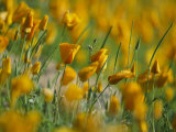 Mexican Poppies