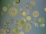 Diatoms