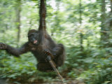 Juvenile Gorilla Swinging on a Vine
