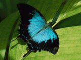 Close View of a Ulysses Butterfly