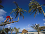 A Woman Climbs a Palm Tree for Some Coconuts
