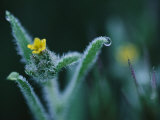 Close up of a Flower with Dew on its Leaves