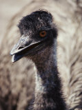 Close-up of an Emus Head and Neck