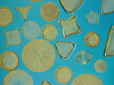 Diatoms