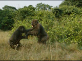 Male Gorillas Spar for Group Dominance