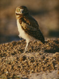 Burrowing Owl at a Prairie Dog Reintroduction Site