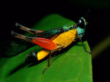 A Close View of a Rainforest Grasshopper