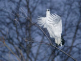 A Ptarmigan Flies in for a Landing