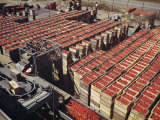Italian Pear Tomatoes on Conveyor Belts Waiting to Be Canned