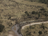 Aerial View of a Large Herd of Animals Crossing a Small River