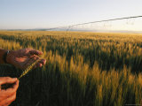 Hands Hold a Seed Head from a Wheat Plant