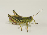 Close View of a Grasshopper against a White Background