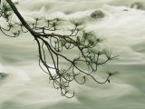 The Tuolumne River Flows Beneath a Pine Branch