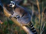Captive Ring-Tailed Lemur with Young