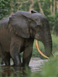 An Adult Forest Elephant Stands in Water