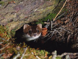 A Weasel Stares at the Camera