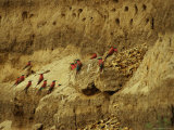 Carmine Bee-Eater Birds in Their Rookery Carved in a Cliff