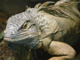 Close-up of an Iguana