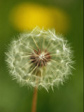 Close View of a Dandelion Gone to Seed