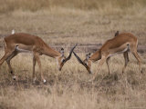 Two Impalas Lower Heads in an Aggressive Stance