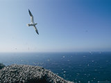 A Northern Gannet Soars High Above a Rookery
