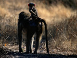Baboon Carrying its Young