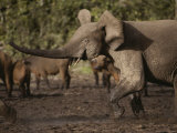 A Young Forest Elephant Walks with Outstretched Trunk