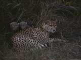 A Cheetah and Her Cubs Rest in Grass