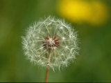 Close View of a Dandelion Gone to Seed