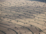 Parched Fields and Scattered Trees Form an Interesting Pattern
