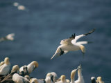 A Northern Gannet Seems to Hover in Mid-Air Above a Rookery