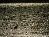 A Silhouetted Sacred Ibis