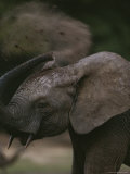 A Young Forest Elephant Gives Itself a Dust Bath