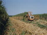 Harvesting Sugarcane